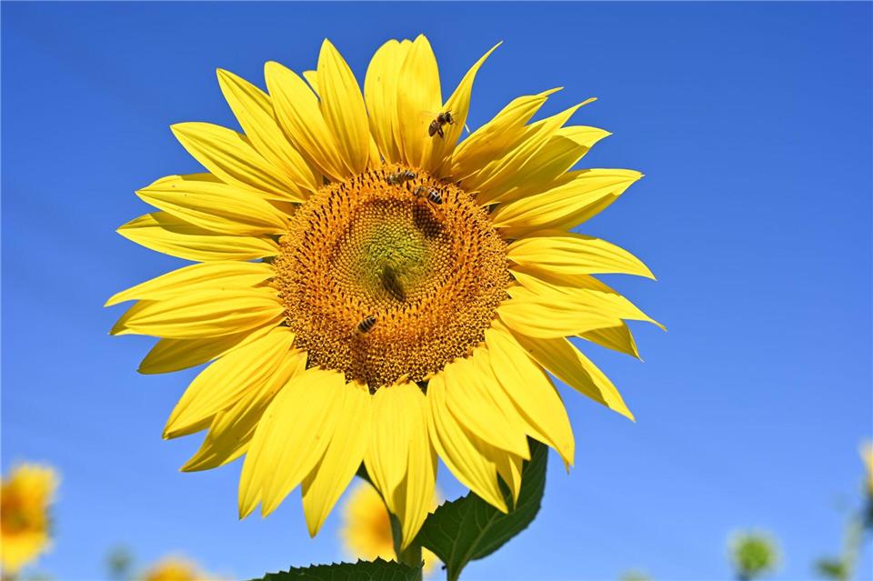 Es wird hochsommerlich warm. (Symbolbild)Jennifer Kramer/dpa