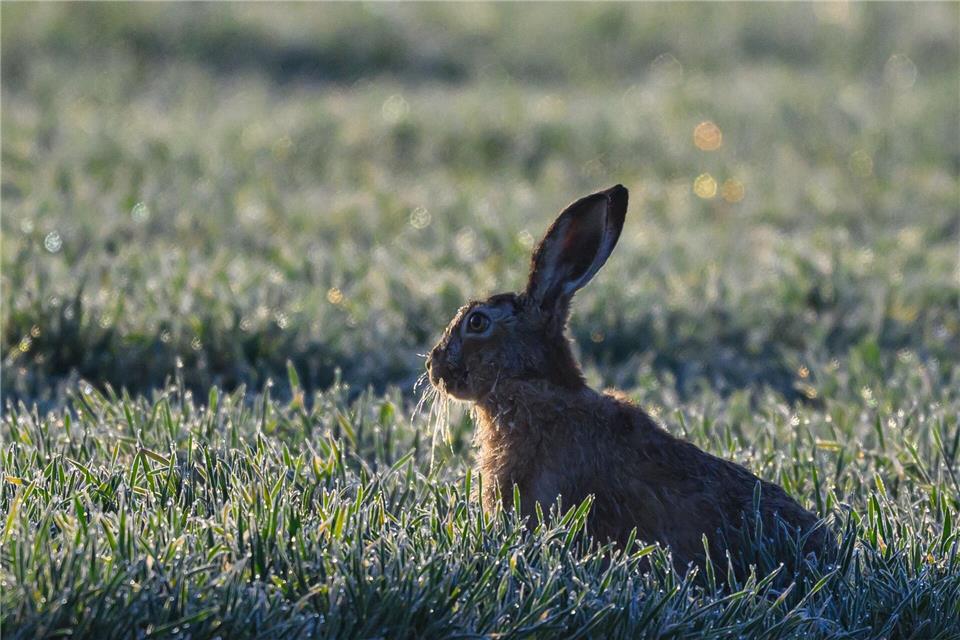 Es wird nicht mehr, aber auch nicht weniger gehoppelt in Rheinland-Pfalz. (Archivbild)Patrick Pleul/dpa