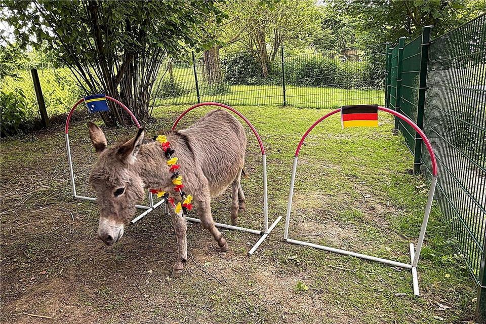 Esel Emil musste sich zwischen drei aus Rohren gebauten Bögen entscheiden: Curaçao, Unentschieden oder Deutschland.Dana Pollok/DEWEZET/dpa