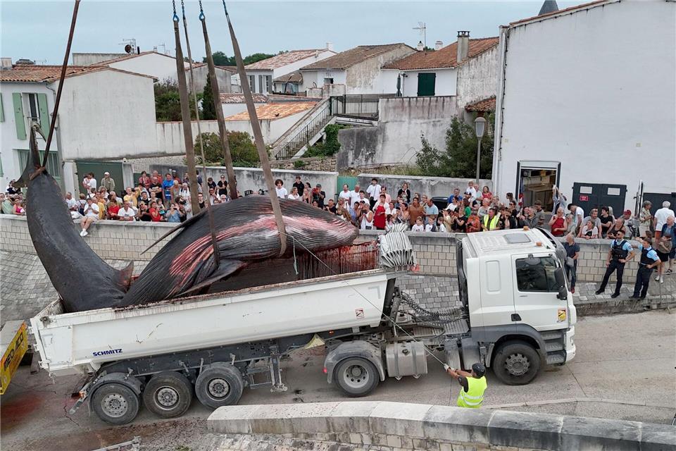 Etliche Menschen schauten zu, als der Walkadaver abtransportiert wurde. (Archivbild)Romain Perrocheau/AFP/dpa