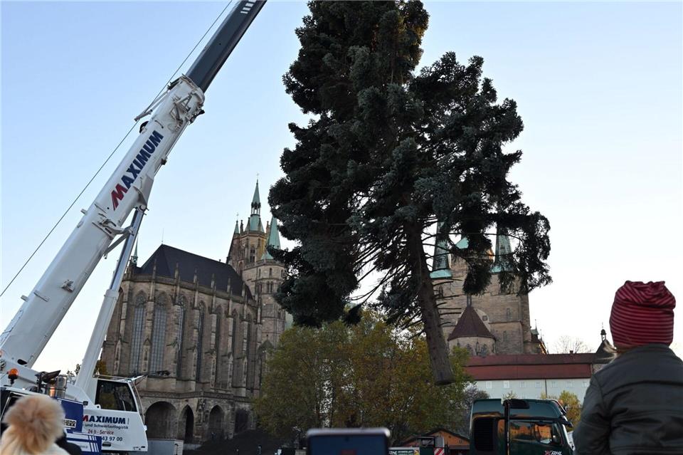 Etliche Schaulustige beobachten das Aufstellen des diesjährigen Weihnachtsbaumes auf dem Erfurter Domplatz.Martin Schutt/dpa