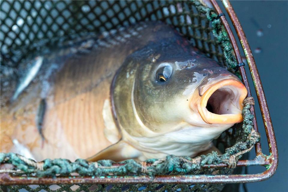Etwa 200 Kilogramm Karpfen wurden gestohlen. (Symbolbild)Frank Hammerschmidt/dpa