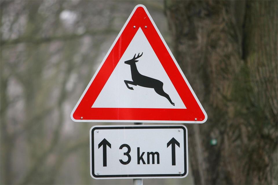 Etwa auf halber Strecke zwischen Lampertheim und Bürstadt rannte ein Wildtier auf die Straße. (Symbolbild)Bernd Wüstneck/dpa-Zentralbild/dpa