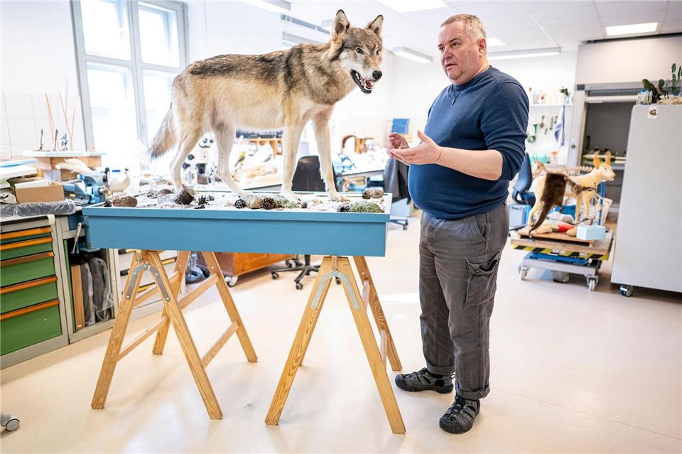 Etwa eine Woche braucht Christian Blumenstein im Naturkundemuseum in Potsdam für die Präparation eines toten Wolfs.Fabian Sommer/dpa