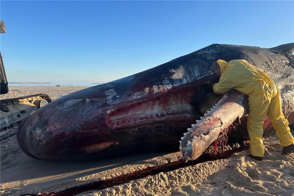 Experten einer Fachfirma hatten am 17. Februar 2025 mit der Zerlegung begonnen und zunächst den Unterkiefer des gigantischen Tieres mit Messern, Kettensäge und Baggerschaufel abgetrennt. (Archivbild)Lea Albert/dpa