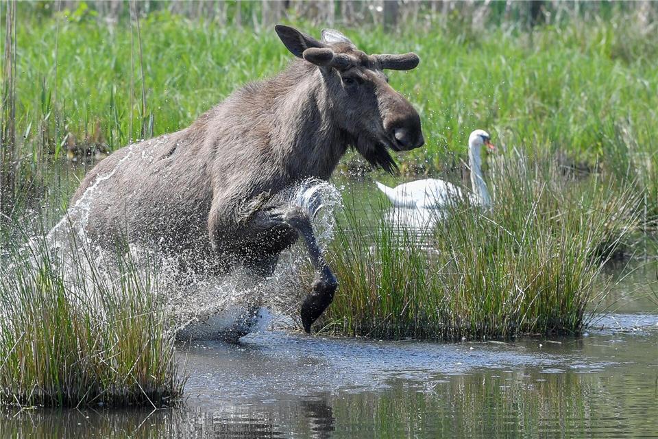Experten glauben, dass sich die Tiere künftig wieder dauerhaft in Deutschland ansiedeln könnten. (Symbolbild)Patrick Pleul/dpa-Zentralbild/dpa