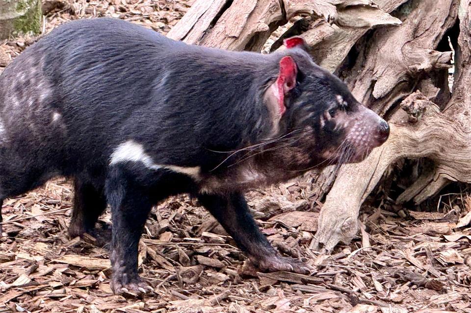 Experten haben Angst, dass die Krankheit auch die einzigartige Tierwelt Australiens betreffen könnte, wie Tasmanische Teufel.Carola Frentzen/dpa