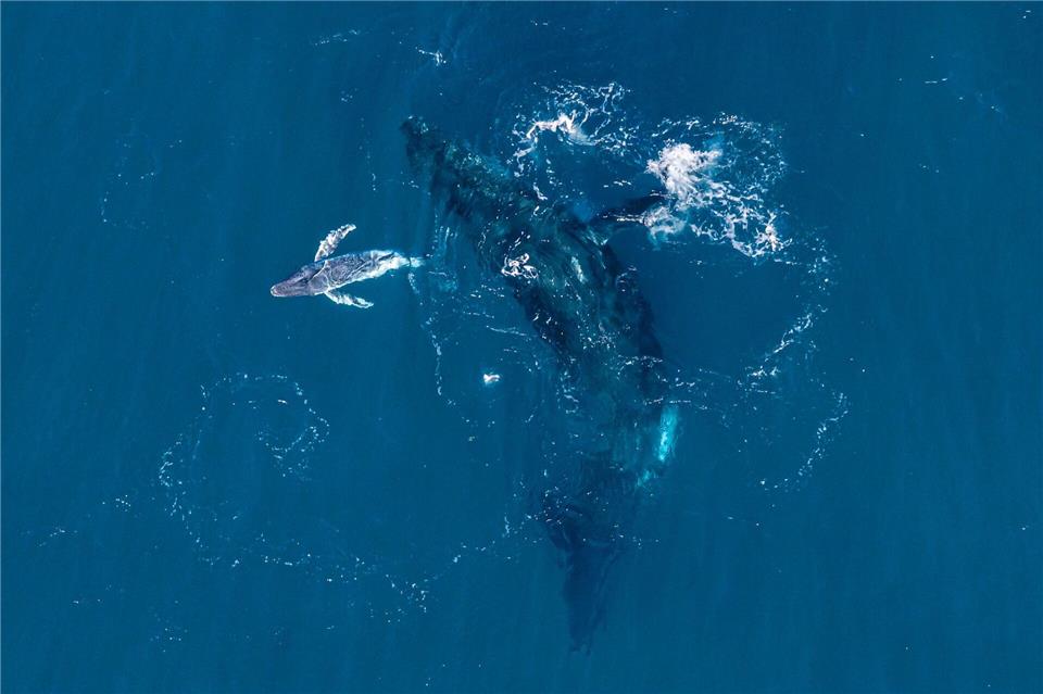Experten halten die Drohnen-Aufnahmen für eine Weltpremiere. Alexander Forrest/Organisation for the Rescue and Research of Cetaceans in Australia (ORRCA)/dpa