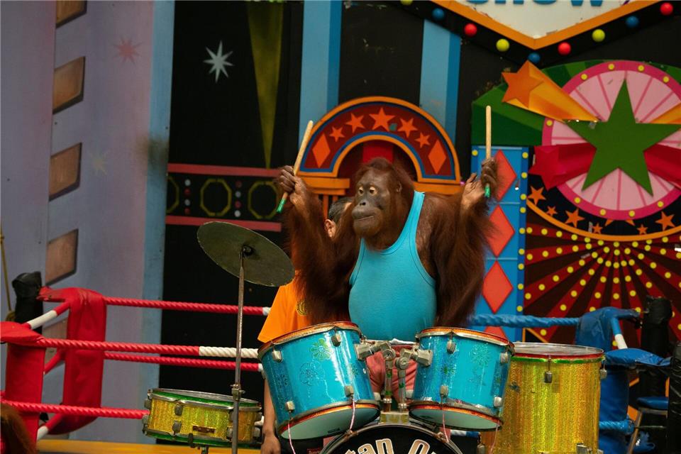Experten raten: großen Abstand halten zu Shows, in denen Orang-Utans boxen oder verkleidet auftreten.Jayaprakash Bojan/Borneo Orangutan Survival/dpa