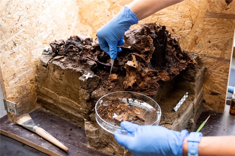 Experten untersuchen einen mehr als 10.000 Jahre alten Auerochsenschädel. Daniel Bockwoldt/dpa