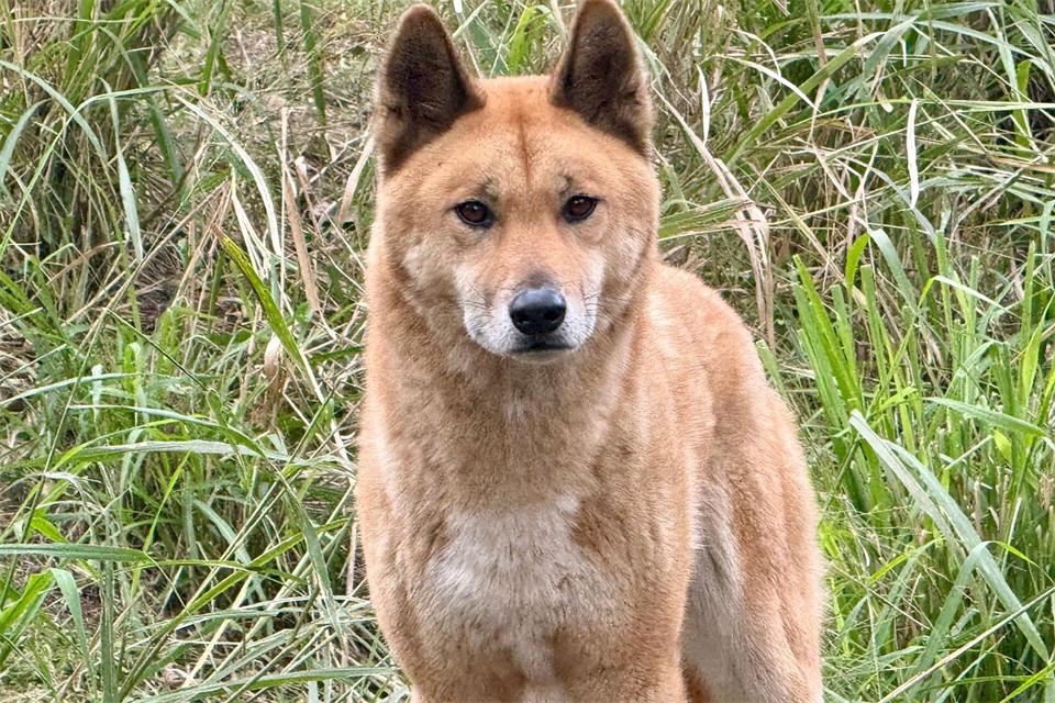 Experten zufolge könnten sich auch Dingos mit der Vogelgrippe infizieren.Carola Frentzen/dpa