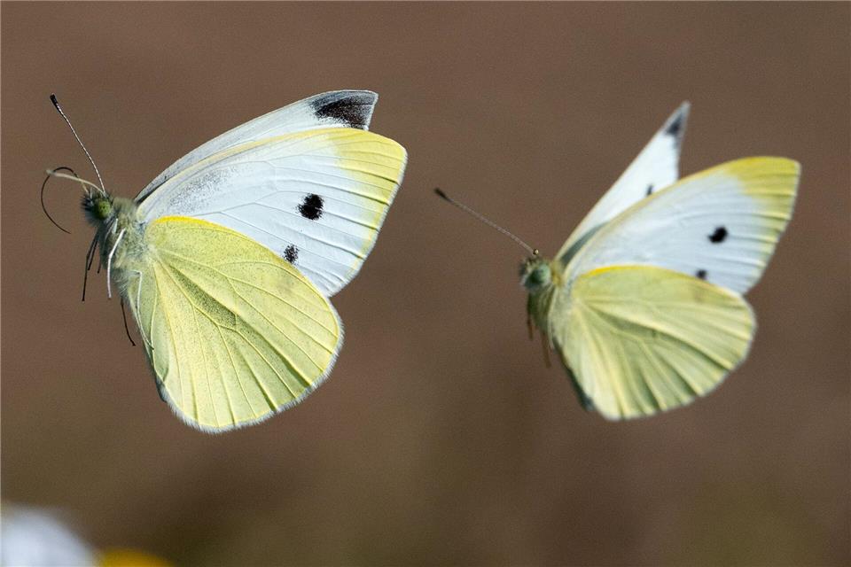 Extensiv genutzte Wiesen sind ein Problem für Schmetterlinge. (Symbolbild)Boris Roessler/dpa