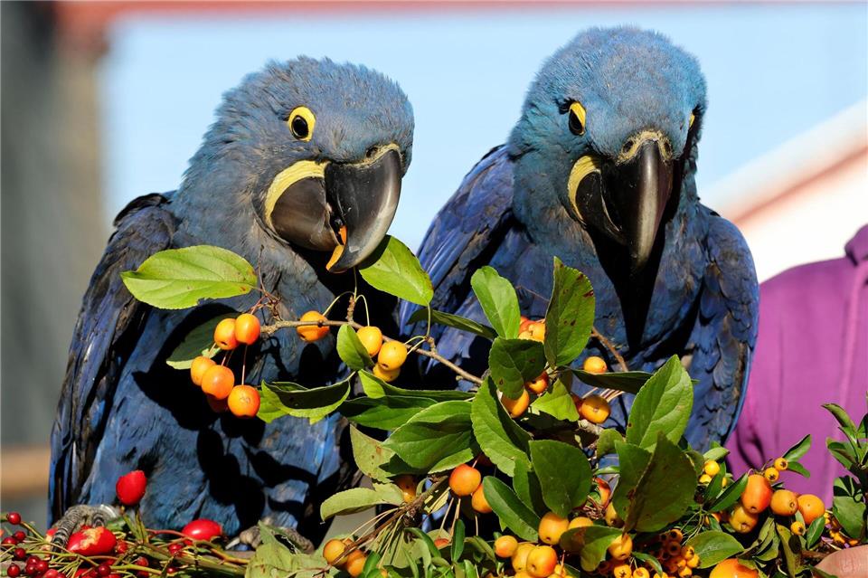 Fabiana und Fabricio legten noch ein Ei, das sie den Angaben einer Vogelpark-Sprecherin zufolge zum ersten Mal erfolgreich ausbrüteten.Bernd Wüstneck/dpa