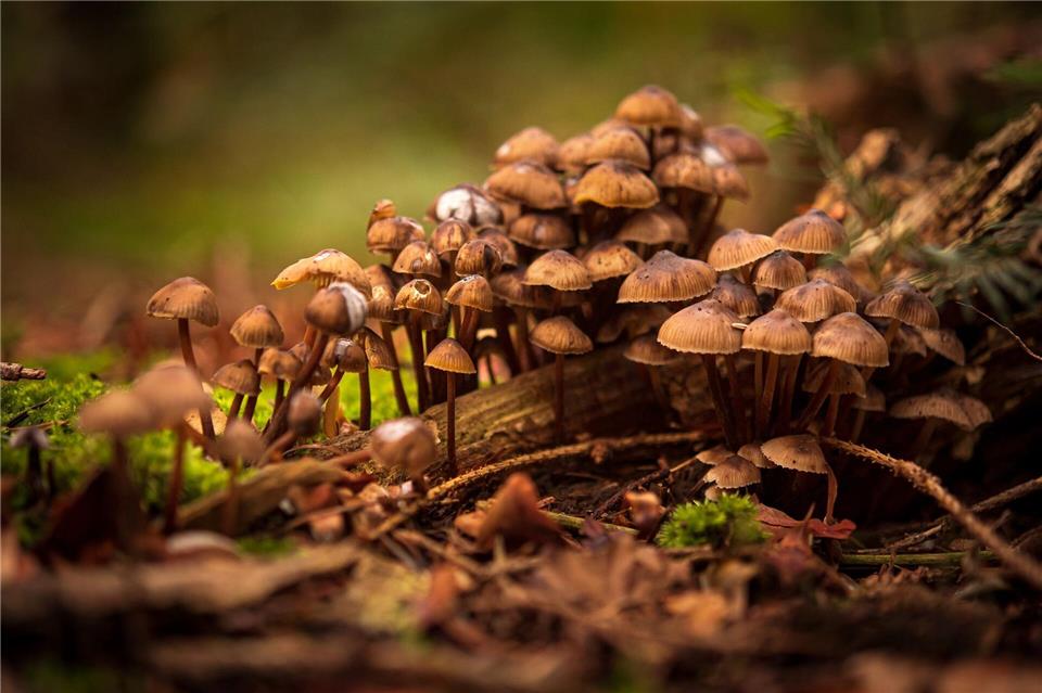 Fachleute haben für die Referenzliste der Pilzarten Hunderte Daten über Funde zusammengetragen. (Archivbild)Sina Schuldt/dpa