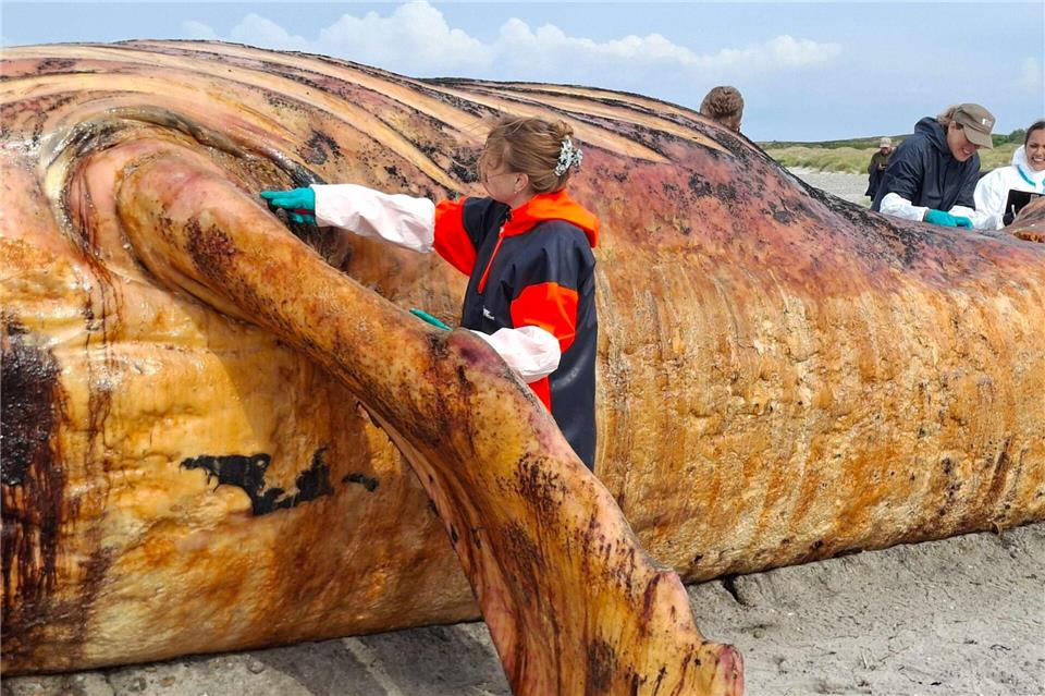 Fachleute obduzierten den als „Timmy“ bekannten Buckelwal am Strand der Insel Anholt.Kai Moorschlatt/dpa