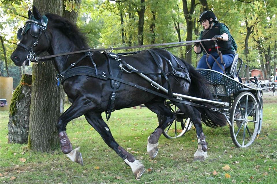 Fahrkunst beim Fahrturnier: Das Können der Gespannfahrer wurde beim zweitägigen Turnier in Heiden auf die Probe gestellt – nicht nur wie hier im Hindernisparcours.