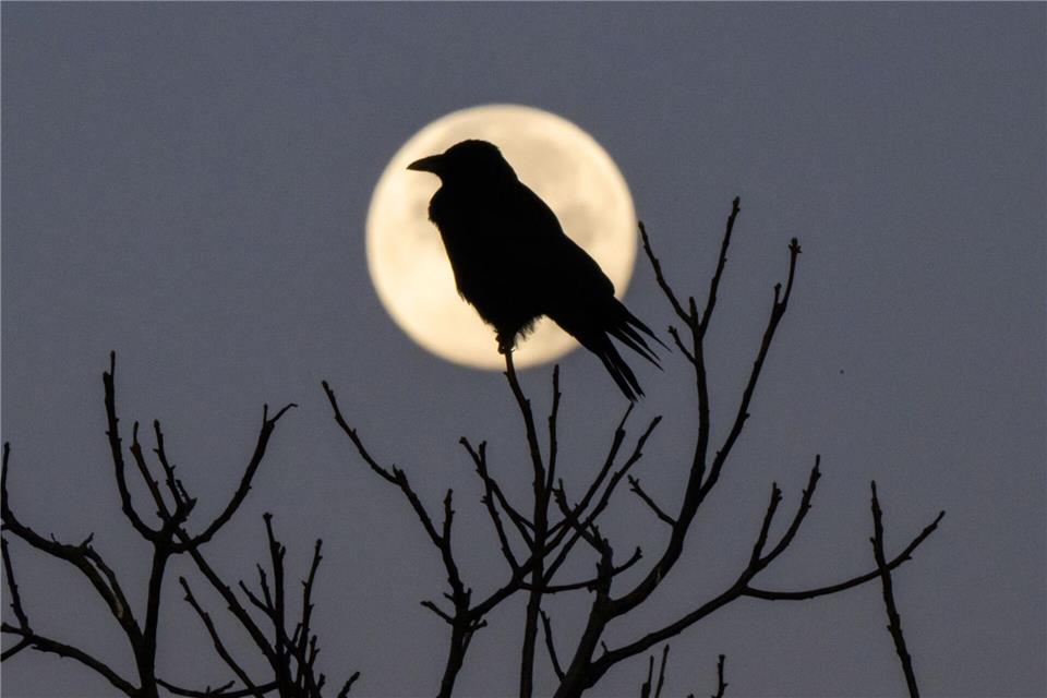 Faktoren wie Licht, die Tagesstruktur, psychische Verfassung sowie die Umgebung haben einen großen Einfluss auf unseren Schlaf, sagt Chronobiologe Spitschan. (Archivbild)Julian Stratenschulte/dpa