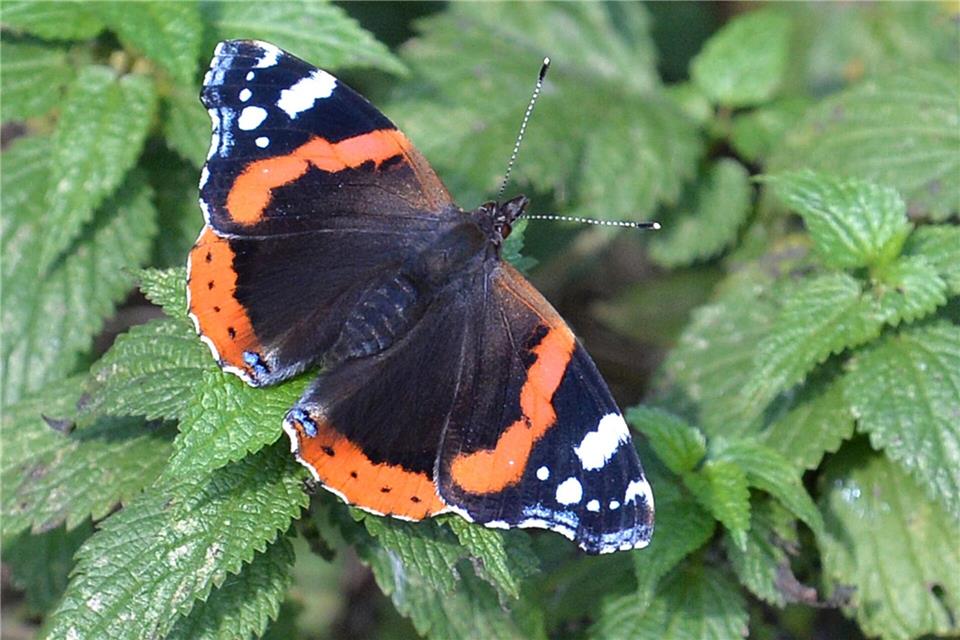 Falter wie Tagpfauenauge, Kleiner Fuchs, Landkärtchen und Admiral legen ihre Eier gezielt an Brennnesseln ab. (Archivbild)Carmen Jaspersen/dpa/dpa-tmn