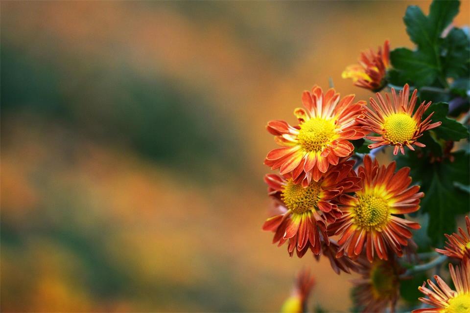 Farbe im Herbst: Chrysanthemen blühen noch lange in den Herbst hinein und bringen kräftige Farbtöne auf Balkon und Terrasse.picture alliance/dpa