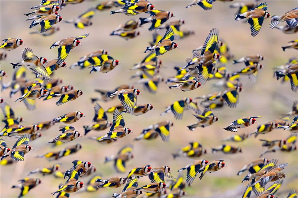 Farbkleckse im Wintergrau - bunte Diestelfinken unterwegsPatrick Pleul/dpa