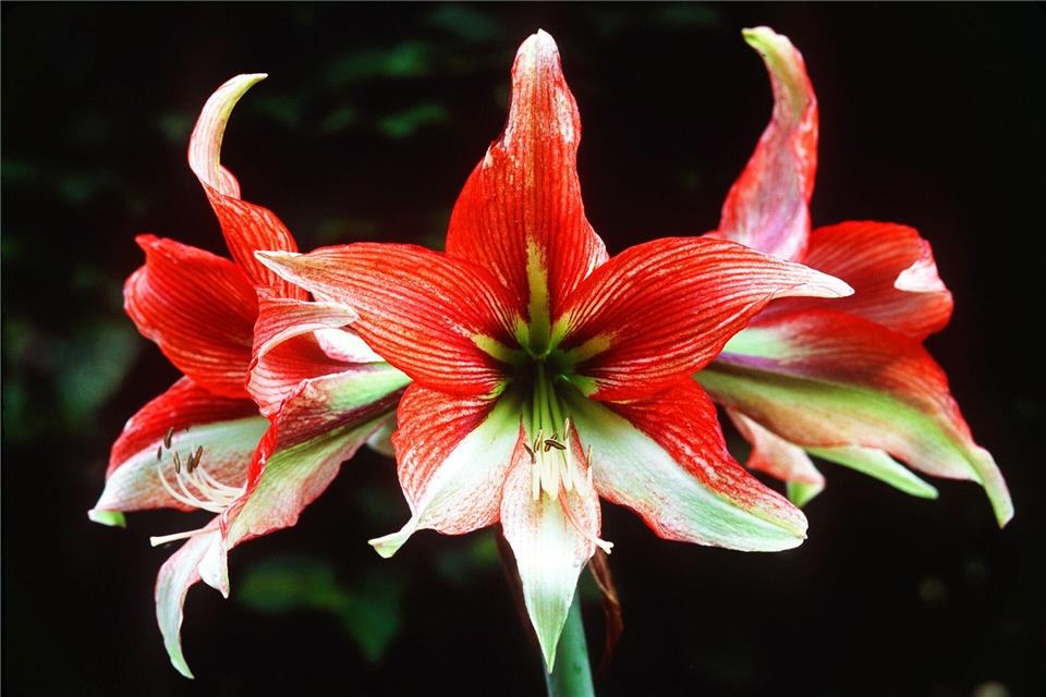 Farbtupfer im Winter: Mehrjährige Zimmerpflanzen wie die Amaryllis sind in der Weihnachtszeit eine hübsche Alternative zum Weihnachtsstern.Marion Nickig/dpa-tmn