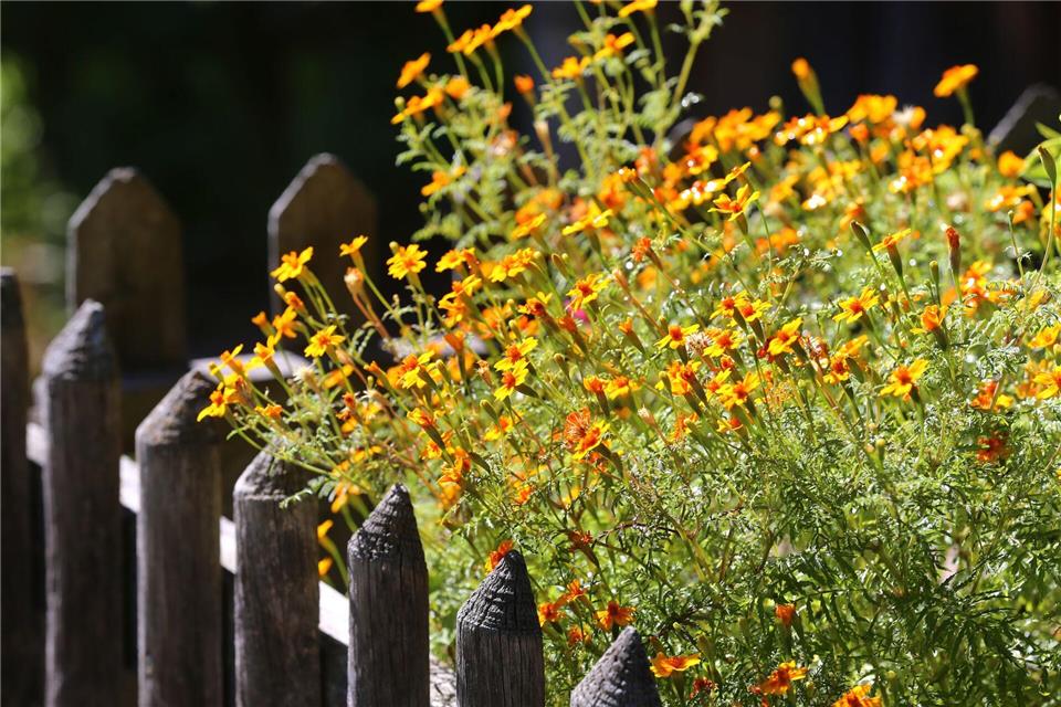 Farbtupfer mit Nutzen: Ringelblumen locken viele hilfreiche Insekten in den Garten.Karl-Josef Hildenbrand/dpa-tmn