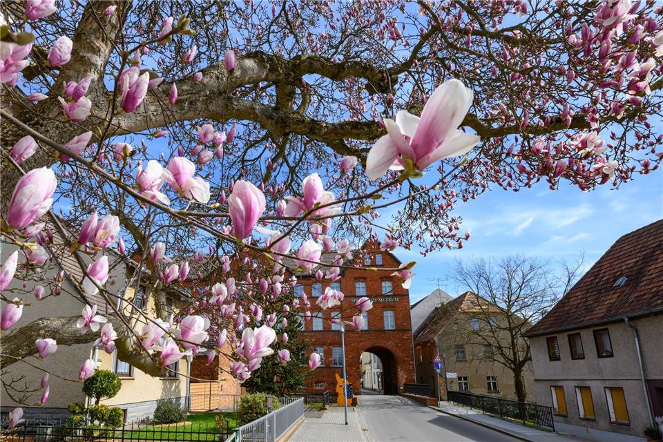 Farbtupfer überall: Vor dem Spreewald Museum in Lübbenau blüht ein etwa 100 Jahre alter Magnolienbaum.Patrick Pleul/dpa