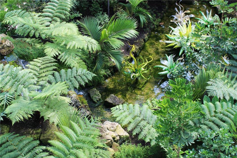 Farne sind nicht nur fürs Wohnzimmer geeignet - auch im Garten sorgen sie für Dschungelfeeling.picture alliance/dpa/dpa-tmn