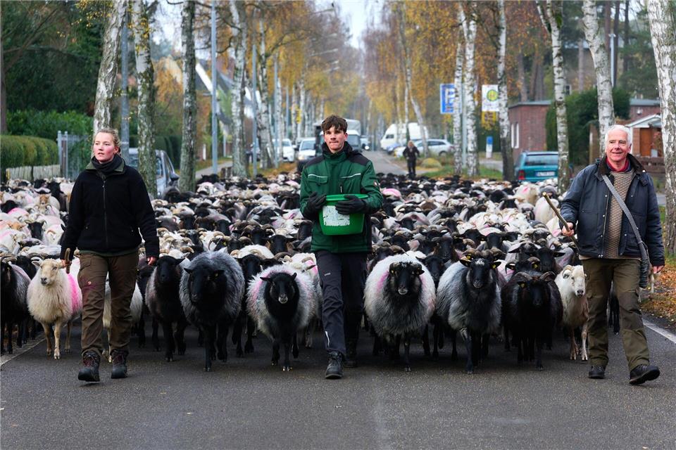 Fast 700 Schafe sind am Donnerstag von Lübeck in ihr Winterquartier nach Mecklenburg-Vorpommern gebracht worden. Marcus Golejewski/dpa
