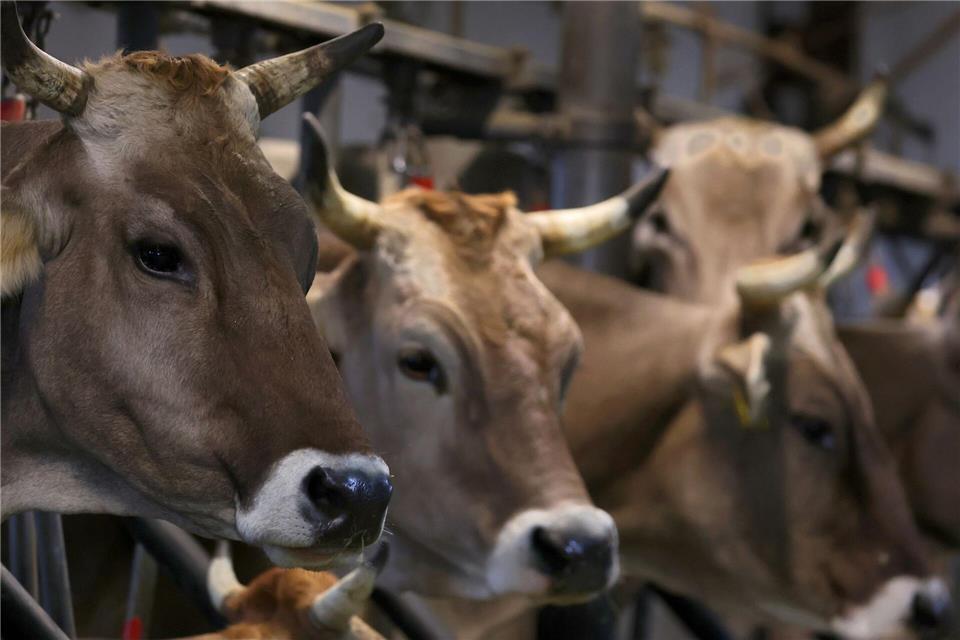 Fast alle Kühe sind den Angaben zufolge wieder wohlbehalten in ihrem Hof angekommen. (Symbolbild)Karl-Josef Hildenbrand/dpa