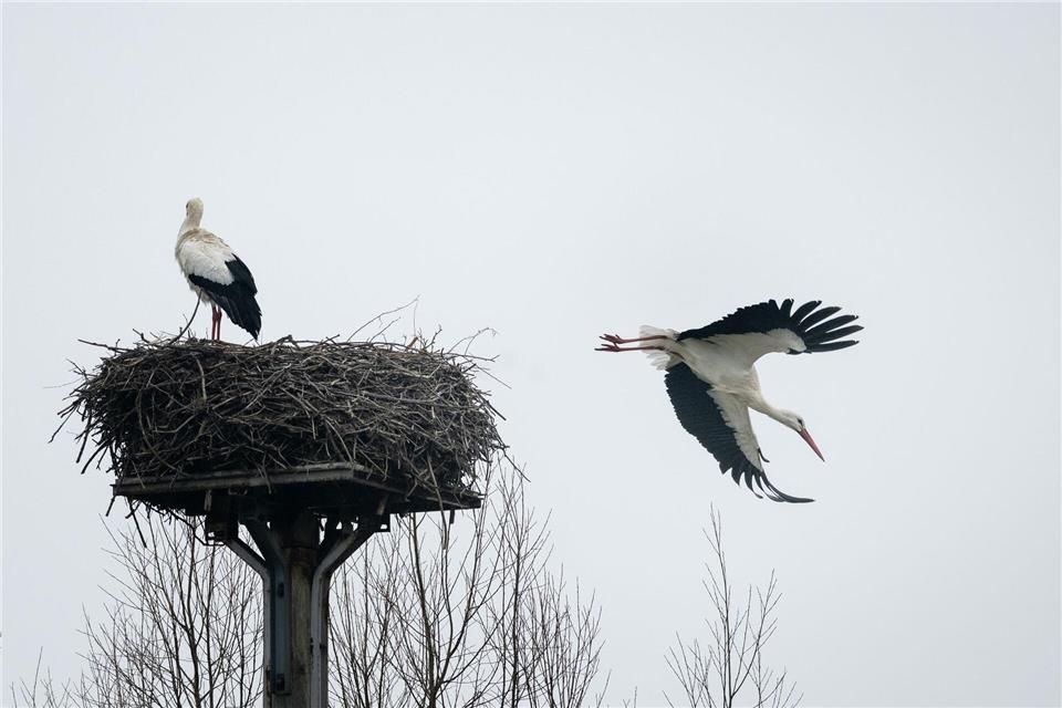 Fast alle Weißstörche in NRW haben im Westen ihre Winterquartiere. Fabian Strauch/dpa