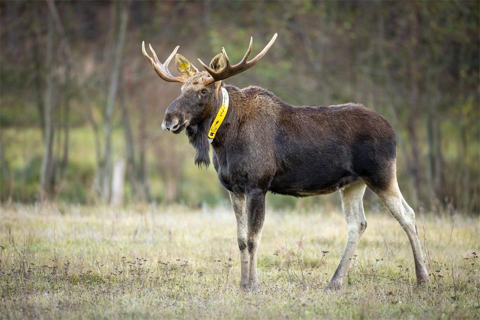 Fast neun Jahre lang haben Wildbiologen der Hochschule für nachhaltige Entwicklung Eberswalde  Elch Bert wissenschaftlich begleitet. (Archivbild)Ingolf König-Jablonski/dpa-Zentralbild/dpa