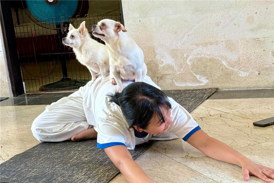 Fast sieht es aus, als hätten die kleinen Hunde selbst eine Yogapose eingenommen. Carola Frentzen/dpa
