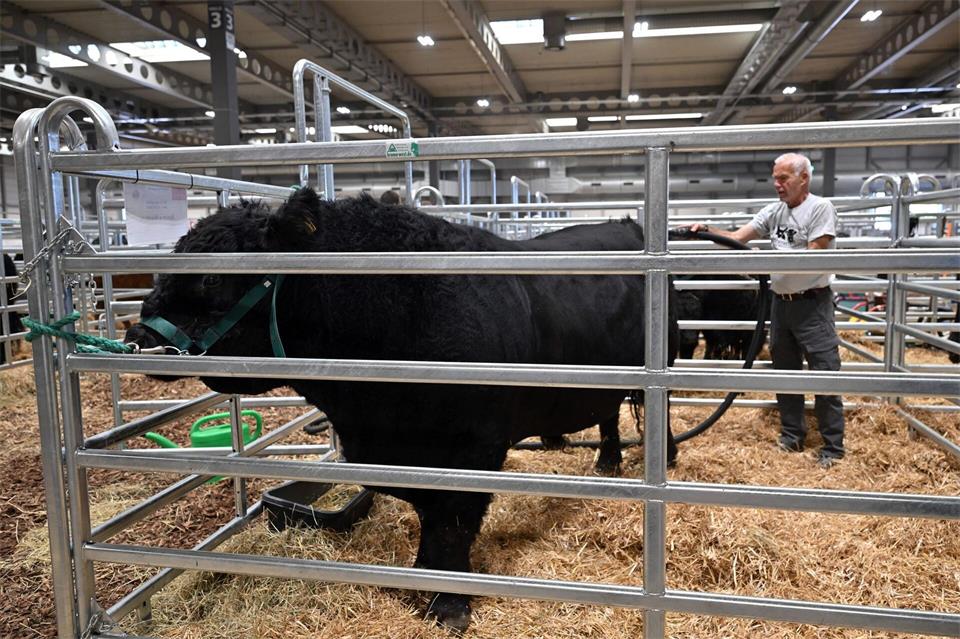 Fast wie im Stall: Hunderte Heu- und Strohballen wurden für die Tiere auf Messegelände gebracht.Martin Schutt/dpa