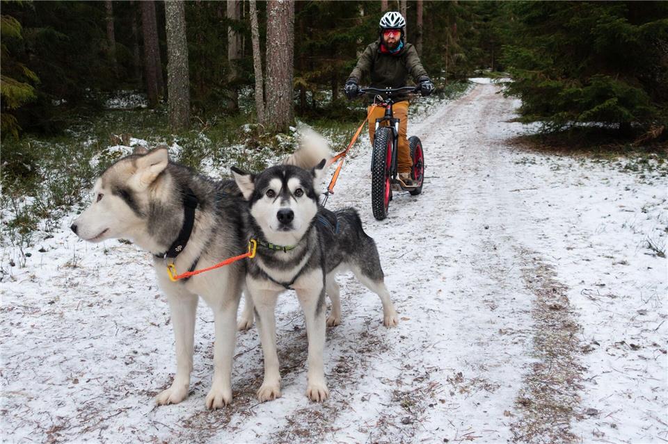Fatbike statt Schlitten: Den Hunden ist es egal, was sie ziehen.Andreas Drouve/dpa-tmn