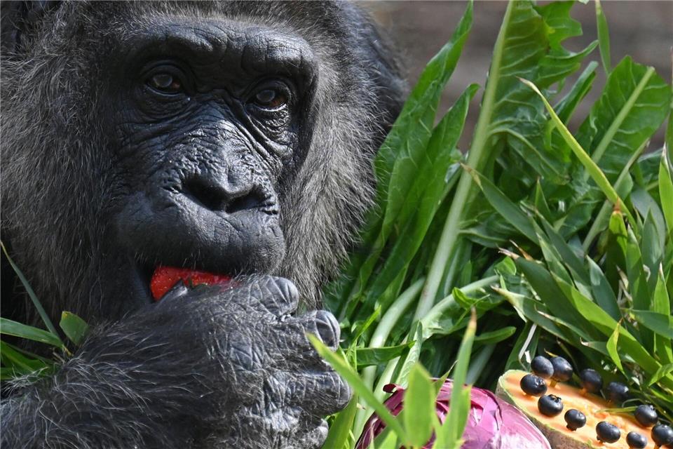 Fatou ist der älteste Gorilla der Welt. Lilli F�rter/dpa