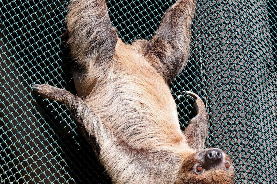 Faultier Fauli macht, was am besten kann: In der Sonne faulenzen. Bernd Wüstneck/dpa