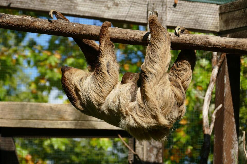 Faultier-Mama Wilma ist mit dem Jungtier auch schon in der Außenanlage ihres Geheges im Heidelberger Zoo unterwegs.Petra Medan/Heidelberger Zoo/dpa