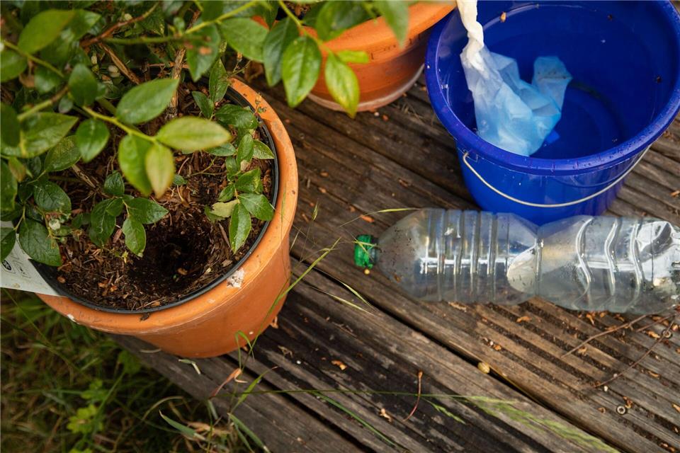 Fazit: Die Küchenrolle leitet selbst nach einer Woche noch Wasser in die Pflanzenerde.Christin Klose/dpa-tmn