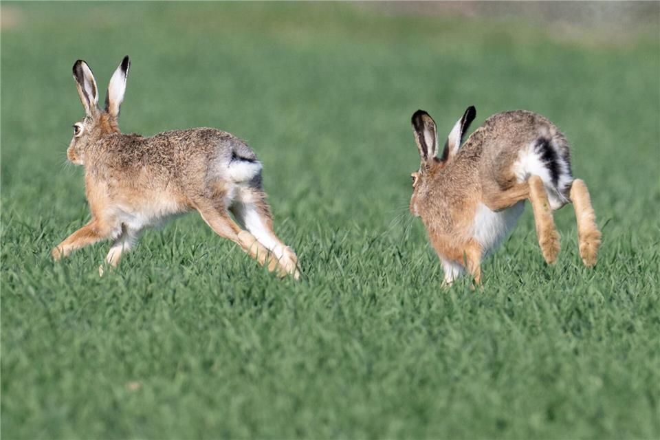 Feldhasen sind ein typischer Bewohner von Äckern und Feldern.Boris Roessler/dpa