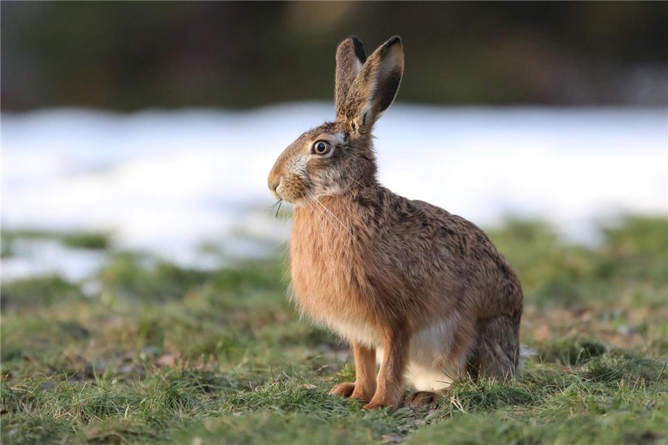 Feldhasen sind in Sachsen-Anhalt zuletzt wieder etwas häufiger geworden (Symbolbild) Sebastian Willnow/dpa-Zentralbild/ZB