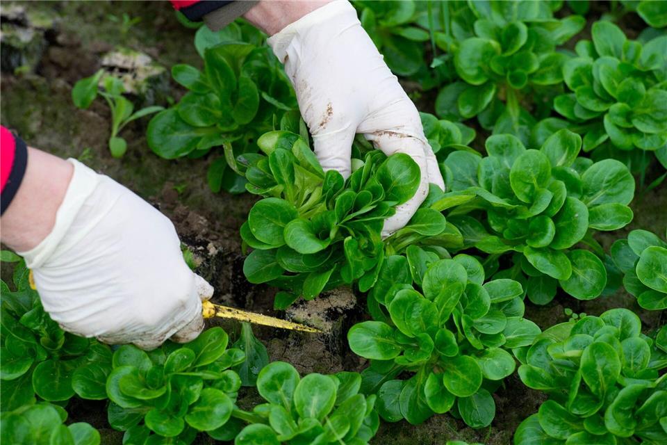 Feldsalat darf auch bei Frost im Beet bleiben und liefert oft bis weit in den Winter hinein frisches Grün.picture alliance/dpa