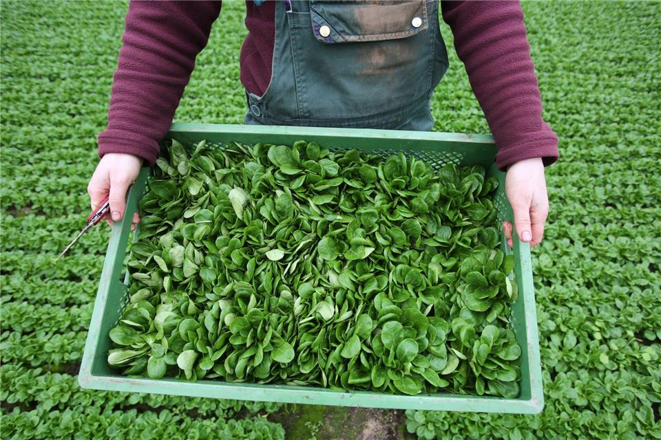 Feldsalat ist beliebt. (Archivbild)Bernd Wüstneck/dpa-Zentralbild/dpa