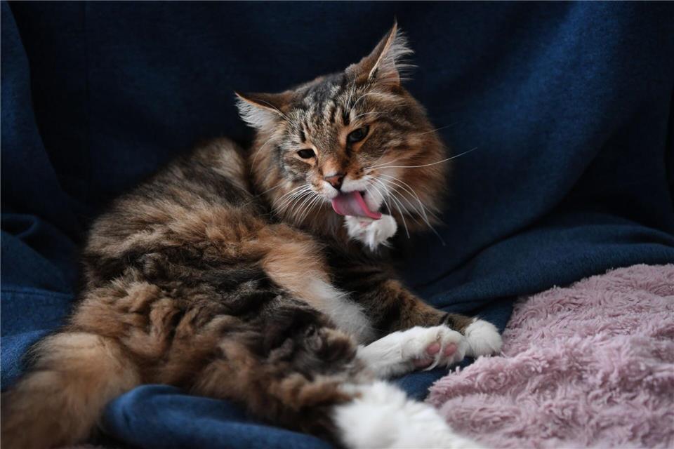 Fellpflege ist ein Muss für Katzen - doch die Haare sind schwer verdaulich und müssen irgendwann wieder raus.picture alliance / dpa Themendienst