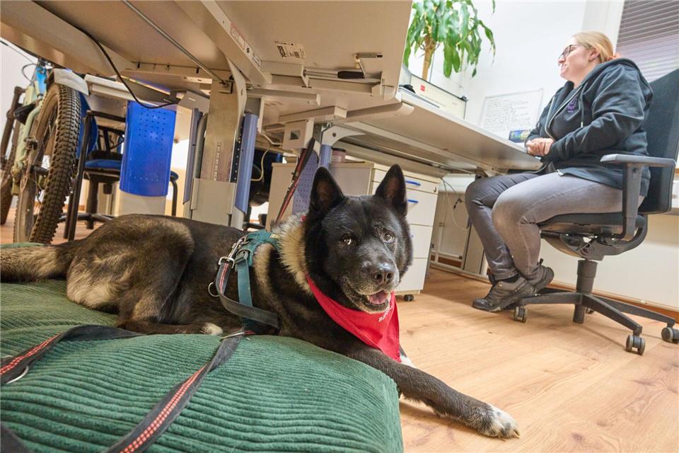 Fenris hat es bequem, während seine Halterin arbeitet. Thomas Frey/dpa