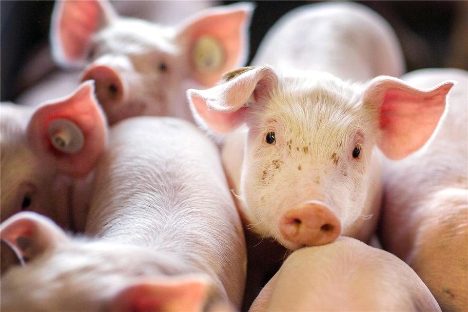 Ferkel stehen in einer Box in einer Schweinezuchtanlage. (Archivbild)Jens Büttner/dpa-Zentralbild/dpa