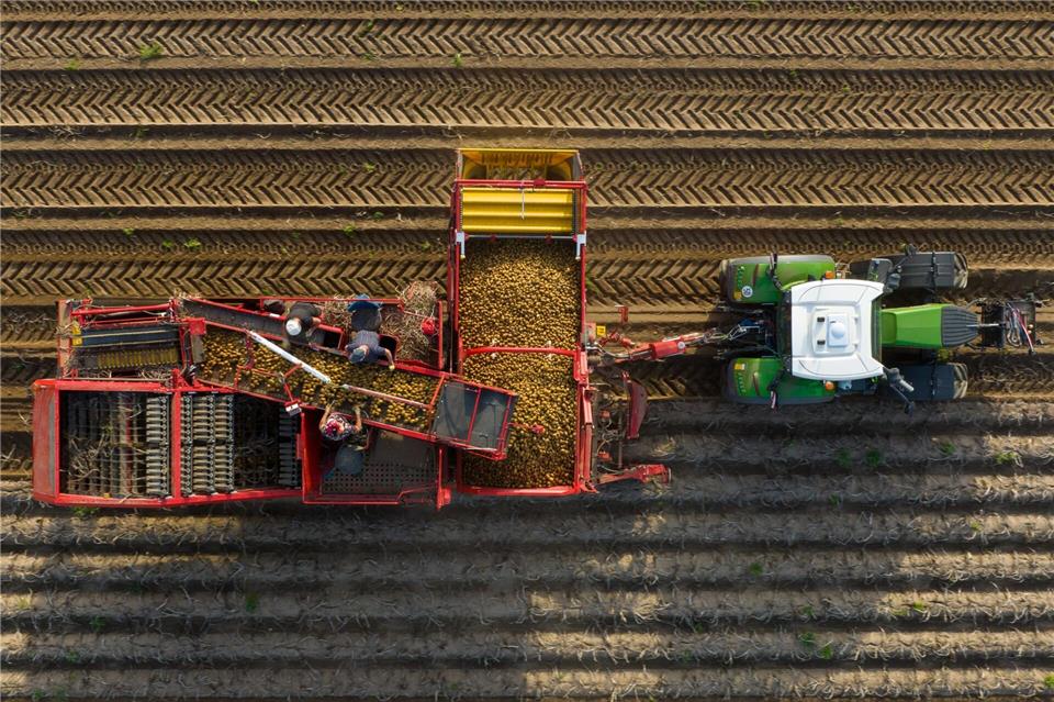 Feuchtes Wetter stellt in diesen Tagen die Kartoffelernte in Niedersachsen vor Probleme. (Archivfoto)Philipp Schulze/dpa