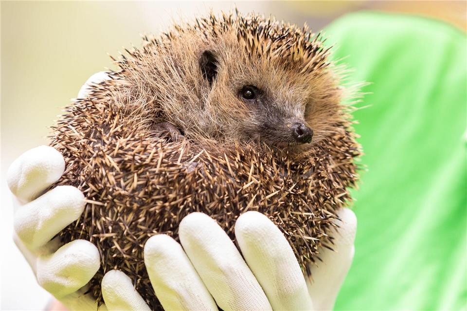 Feuerwehrleute befreiten den Igel, der in einem Drainagerohr feststeckte. (Symbolbild)Moritz Frankenberg/dpa