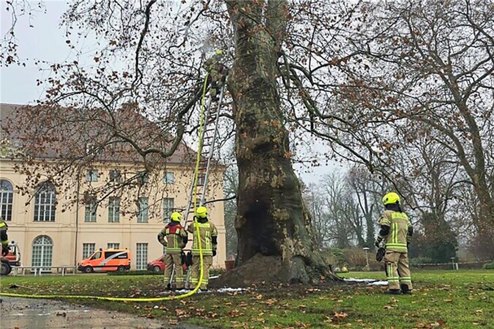 Feuerwehrleute löschten den denkmalgeschützten Baum im Schlosspark Schönhausen. (Handout)-/Berliner Feuerwehr/dpa