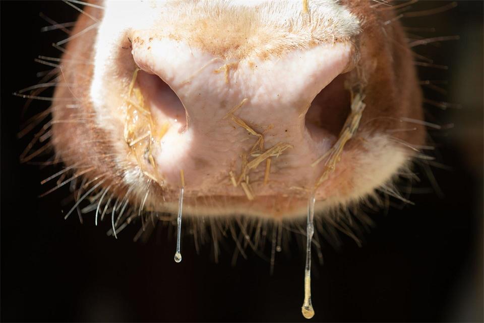 Fieber gehört zu den typischen Symptome einer Infektion mit dem Shamonda-Virus bei Rindern. (Symbolbild)Friso Gentsch/dpa